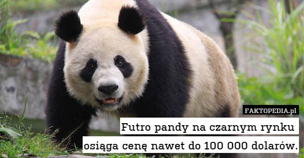 Futro pandy na czarnym rynku 
osiąga cenę nawet do 100 000 dolarów. 