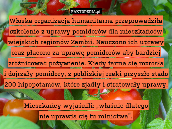 Włoska organizacja humanitarna przeprowadziła szkolenie z uprawy pomidorów dla mieszkańców wiejskich regionów Zambii. Nauczono ich uprawy oraz płacono za uprawę pomidorów aby bardziej zróżnicować pożywienie. Kiedy farma się rozrosła
i dojrzały pomidory, z pobliskiej rzeki przyszło stado 200 hipopotamów, które zjadły i stratowały uprawy.

Mieszkańcy wyjaśnili: „właśnie dlatego
nie uprawia się tu rolnictwa”. 