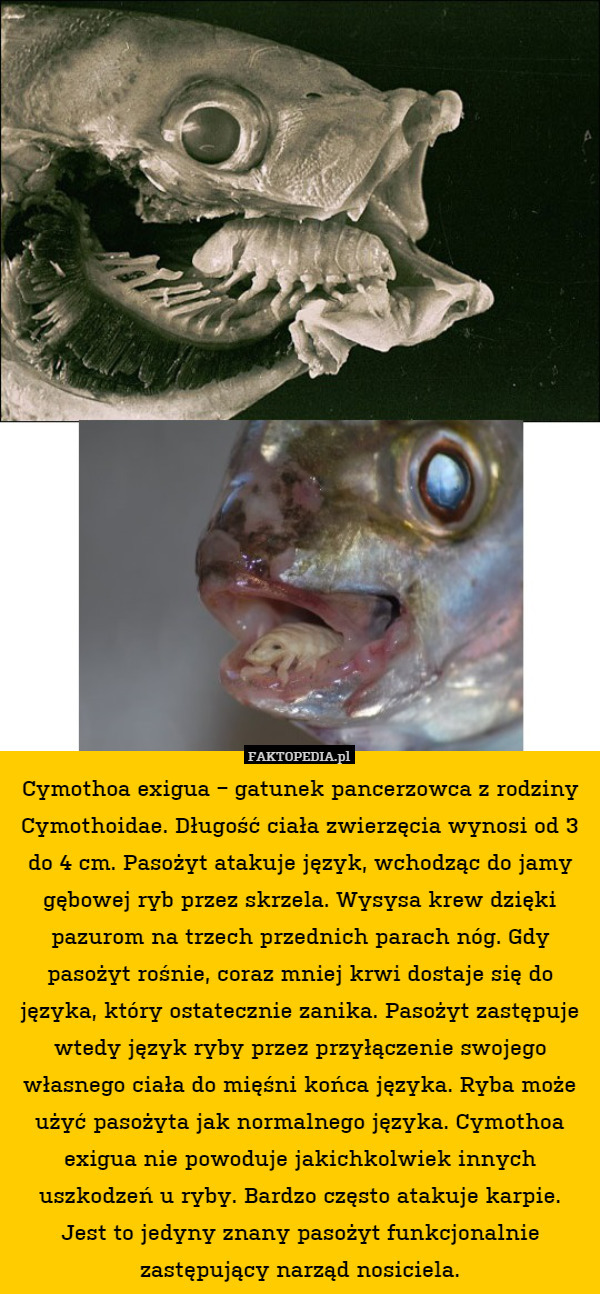 Cymothoa exigua − gatunek pancerzowca z rodziny Cymothoidae. Długość ciała zwierzęcia wynosi od 3 do 4 cm. Pasożyt atakuje język, wchodząc do jamy gębowej ryb przez skrzela. Wysysa krew dzięki pazurom na trzech przednich parach nóg. Gdy pasożyt rośnie, coraz mniej krwi dostaje się do języka, który ostatecznie zanika. Pasożyt zastępuje wtedy język ryby przez przyłączenie swojego własnego ciała do mięśni końca języka. Ryba może użyć pasożyta jak normalnego języka. Cymothoa exigua nie powoduje jakichkolwiek innych uszkodzeń u ryby. Bardzo często atakuje karpie.
Jest to jedyny znany pasożyt funkcjonalnie zastępujący narząd nosiciela. 