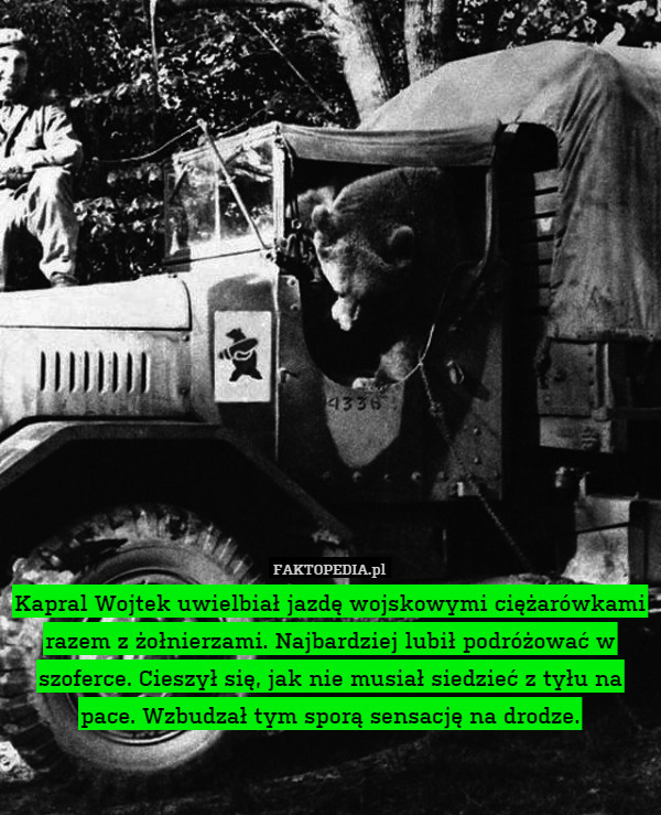 Kapral Wojtek uwielbiał jazdę wojskowymi ciężarówkami razem z żołnierzami. Najbardziej lubił podróżować w szoferce. Cieszył się, jak nie musiał siedzieć z tyłu na pace. Wzbudzał tym sporą sensację na drodze. 