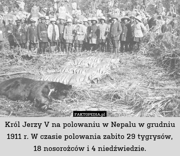 Król Jerzy V na polowaniu w Nepalu w grudniu
1911 r. W czasie polowania zabito 29 tygrysów,
18 nosorożców i 4 niedźwiedzie. 