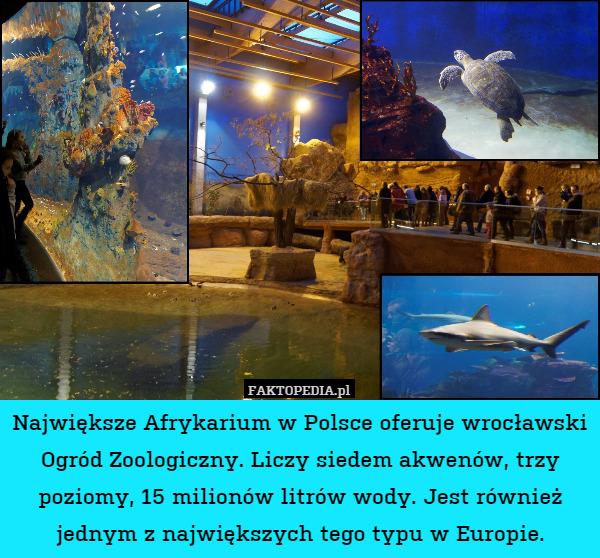 Największe Afrykarium w Polsce oferuje wrocławski Ogród Zoologiczny. Liczy siedem akwenów, trzy poziomy, 15 milionów litrów wody. Jest również jednym z największych tego typu w Europie. 