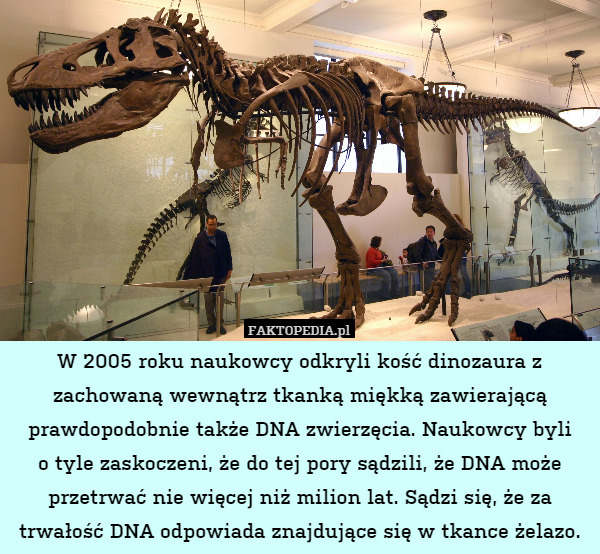 W 2005 roku naukowcy odkryli kość dinozaura z zachowaną wewnątrz tkanką miękką zawierającą prawdopodobnie także DNA zwierzęcia. Naukowcy byli
o tyle zaskoczeni, że do tej pory sądzili, że DNA może przetrwać nie więcej niż milion lat. Sądzi się, że za trwałość DNA odpowiada znajdujące się w tkance żelazo. 