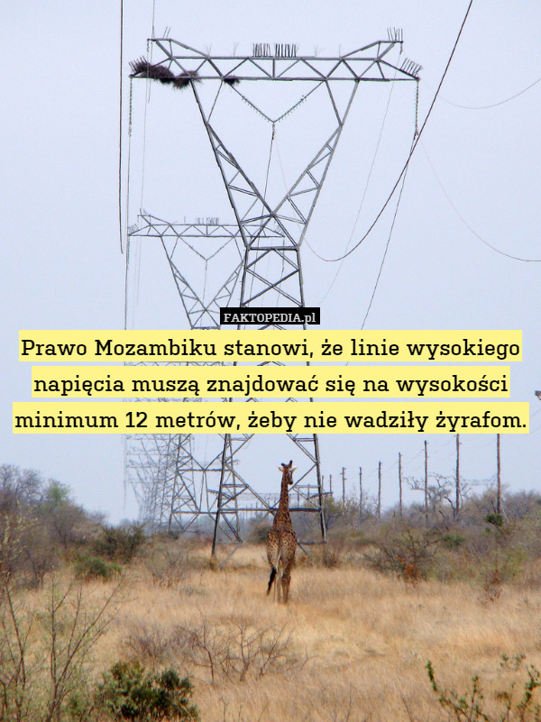 Prawo Mozambiku stanowi, że linie wysokiego napięcia muszą znajdować się na wysokości minimum 12 metrów, żeby nie wadziły żyrafom. 