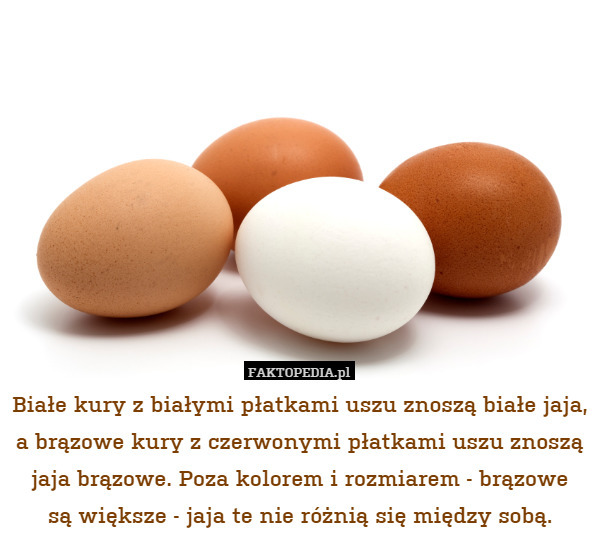 Białe kury z białymi płatkami uszu znoszą białe jaja, a brązowe kury z czerwonymi płatkami uszu znoszą jaja brązowe. Poza kolorem i rozmiarem - brązowe
są większe - jaja te nie różnią się między sobą. 