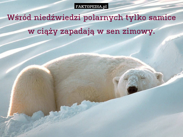 Wśród niedźwiedzi polarnych tylko samice
w ciąży zapadają w sen zimowy. 
