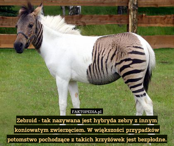 Zebroid - tak nazywana jest hybryda zebry z innym koniowatym zwierzęciem. W większości przypadków potomstwo pochodzące z takich krzyżówek jest bezpłodne. 