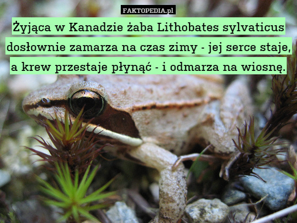 Żyjąca w Kanadzie żaba Lithobates sylvaticus dosłownie zamarza na czas zimy - jej serce staje, a krew przestaje płynąć - i odmarza na wiosnę. 