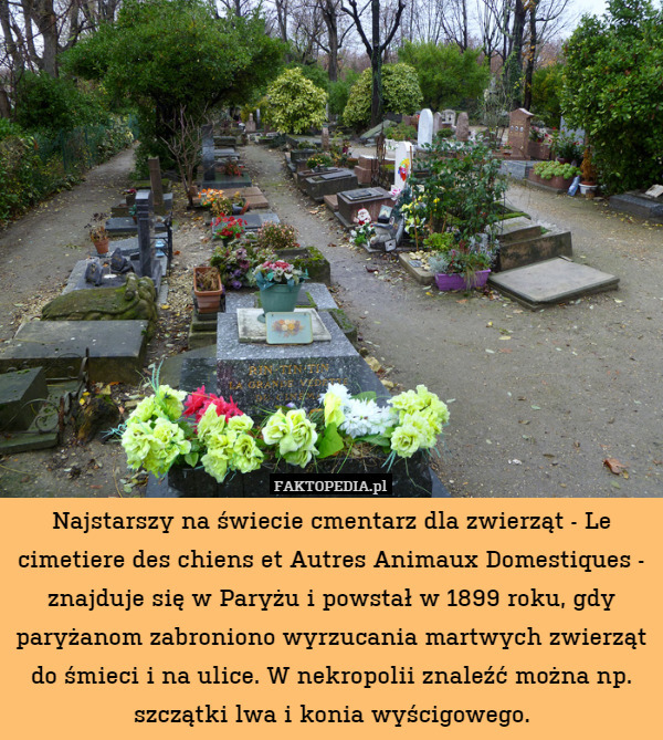 Najstarszy na świecie cmentarz dla zwierząt - Le cimetiere des chiens et Autres Animaux Domestiques - znajduje się w Paryżu i powstał w 1899 roku, gdy paryżanom zabroniono wyrzucania martwych zwierząt do śmieci i na ulice. W nekropolii znaleźć można np. szczątki lwa i konia wyścigowego. 