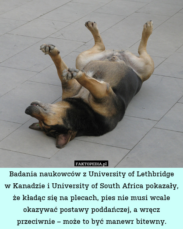 Badania naukowców z University of Lethbridge
w Kanadzie i University of South Africa pokazały, że kładąc się na plecach, pies nie musi wcale okazywać postawy poddańczej, a wręcz przeciwnie – może to być manewr bitewny. 