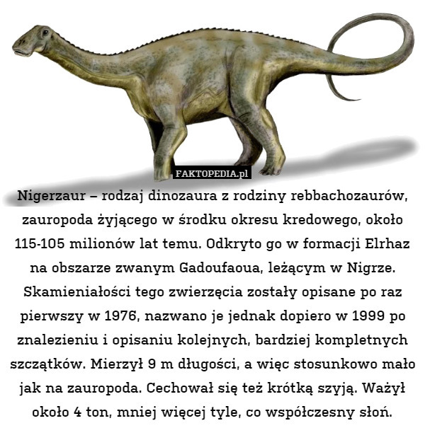 Nigerzaur – rodzaj dinozaura z rodziny rebbachozaurów, zauropoda żyjącego w środku okresu kredowego, około 115-105 milionów lat temu. Odkryto go w formacji Elrhaz na obszarze zwanym Gadoufaoua, leżącym w Nigrze. Skamieniałości tego zwierzęcia zostały opisane po raz pierwszy w 1976, nazwano je jednak dopiero w 1999 po znalezieniu i opisaniu kolejnych, bardziej kompletnych szczątków. Mierzył 9 m długości, a więc stosunkowo mało jak na zauropoda. Cechował się też krótką szyją. Ważył około 4 ton, mniej więcej tyle, co współczesny słoń. 