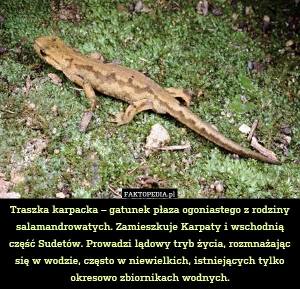 Traszka karpacka – gatunek płaza ogoniastego z rodziny salamandrowatych. Zamieszkuje Karpaty i wschodnią część Sudetów. Prowadzi lądowy tryb życia, rozmnażając się w wodzie, często w niewielkich, istniejących tylko okresowo zbiornikach wodnych. 