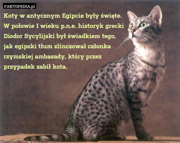 Koty w antycznym Egipcie były święte.
W połowie I wieku p.n.e. historyk grecki
Diodor Sycylijski był świadkiem tego,
jak egipski tłum zlinczował członka
rzymskiej ambasady, który przez
przypadek zabił kota. 