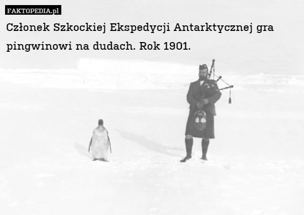 Członek Szkockiej Ekspedycji Antarktycznej gra pingwinowi na dudach. Rok 1901. 