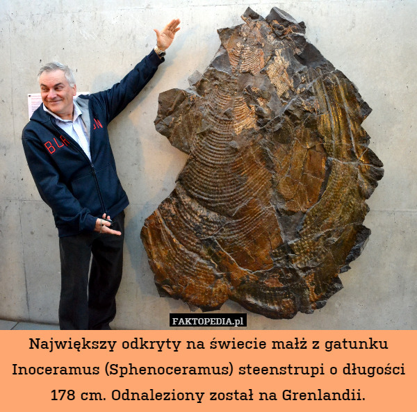 Największy odkryty na świecie małż z gatunku Inoceramus (Sphenoceramus) steenstrupi o długości 178 cm. Odnaleziony został na Grenlandii. 