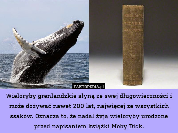 Wieloryby grenlandzkie słyną ze swej długowieczności i może dożywać nawet 200 lat, najwięcej ze wszystkich ssaków. Oznacza to, że nadal żyją wieloryby urodzone przed napisaniem książki Moby Dick. 