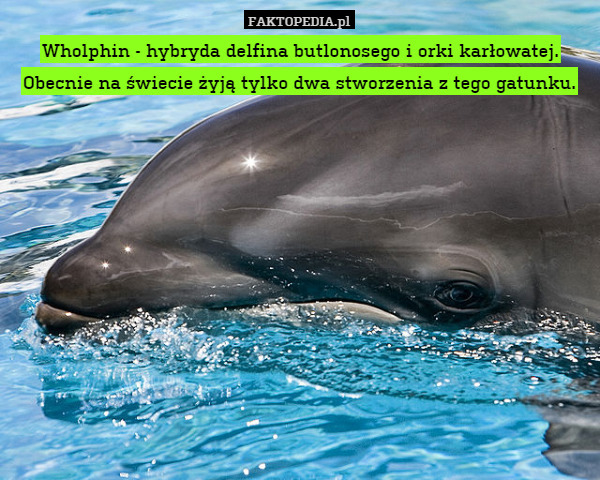 Wholphin - hybryda delfina butlonosego i orki karłowatej. Obecnie na świecie żyją tylko dwa stworzenia z tego gatunku. 