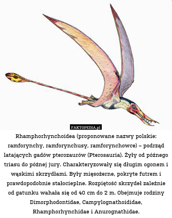 Rhamphorhynchoidea (proponowane nazwy polskie: ramforynchy, ramforynchusy, ramforynchowce) – podrząd latających gadów pterozaurów (Pterosauria). Żyły od późnego triasu do późnej jury. Charakteryzowały się długim ogonem i wąskimi skrzydłami. Były mięsożerne, pokryte futrem i prawdopodobnie stałocieplne. Rozpiętość skrzydeł zależnie od gatunku wahała się od 40 cm do 2 m. Obejmuje rodziny Dimorphodontidae, Campylognathoididae, Rhamphorhynchidae i Anurognathidae. 