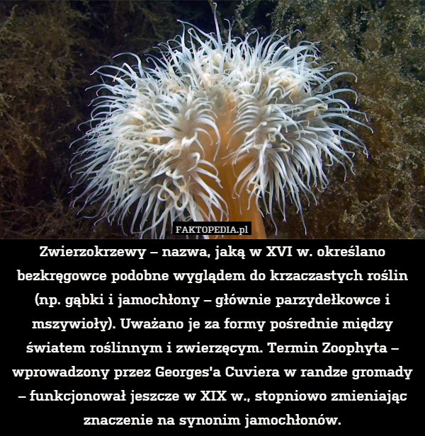 Zwierzokrzewy – nazwa, jaką w XVI w. określano bezkręgowce podobne wyglądem do krzaczastych roślin (np. gąbki i jamochłony – głównie parzydełkowce i mszywioły). Uważano je za formy pośrednie między światem roślinnym i zwierzęcym. Termin Zoophyta – wprowadzony przez Georges'a Cuviera w randze gromady – funkcjonował jeszcze w XIX w., stopniowo zmieniając znaczenie na synonim jamochłonów. 