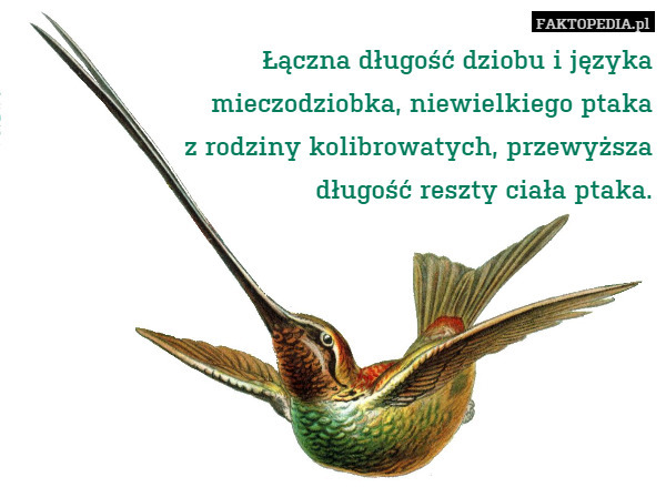 Łączna długość dziobu i języka
mieczodziobka, niewielkiego ptaka
z rodziny kolibrowatych, przewyższa
długość reszty ciała ptaka. 