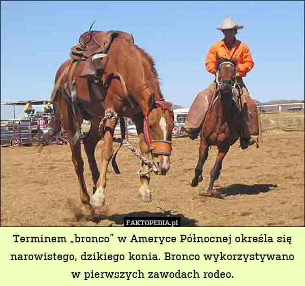 Terminem „bronco” w Ameryce Północnej określa się narowistego, dzikiego konia. Bronco wykorzystywano
w pierwszych zawodach rodeo. 