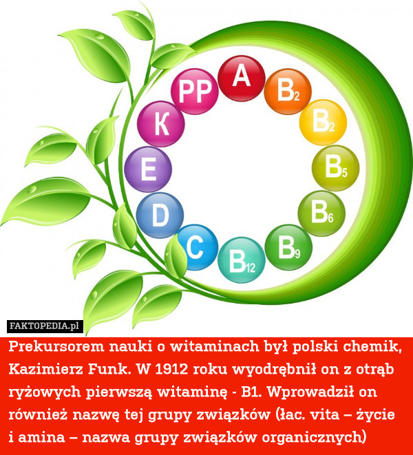 Prekursorem nauki o witaminach był polski chemik, Kazimierz Funk. W 1912 roku wyodrębnił on z otrąb ryżowych pierwszą witaminę - B1. Wprowadził on również nazwę tej grupy związków (łac. vita – życie i amina – nazwa grupy związków organicznych) 