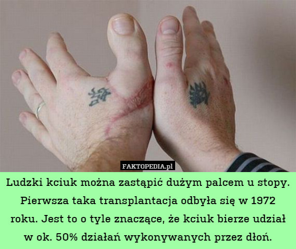 Ludzki kciuk można zastąpić dużym palcem u stopy. Pierwsza taka transplantacja odbyła się w 1972 roku. Jest to o tyle znaczące, że kciuk bierze udział w ok. 50% działań wykonywanych przez dłoń. 
