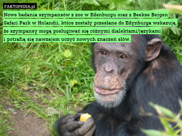 Nowe badania szympansów z zoo w Edenburgu oraz z Beekse Bergen Safari Park w Holandii, które zostały przesłane do Edynburga wskazują, że szympansy mogą posługiwać się różnymi dialektami/językami
i potrafią się nawzajem uczyć nowych znaczeń słów. 