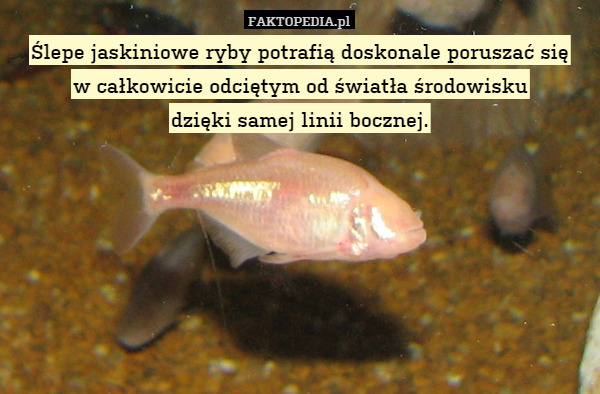 Ślepe jaskiniowe ryby potrafią doskonale poruszać się
w całkowicie odciętym od światła środowisku
dzięki samej linii bocznej. 