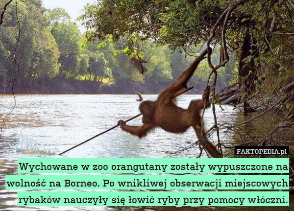 Wychowane w zoo orangutany zostały wypuszczone na wolność na Borneo. Po wnikliwej obserwacji miejscowych rybaków nauczyły się łowić ryby przy pomocy włóczni. 