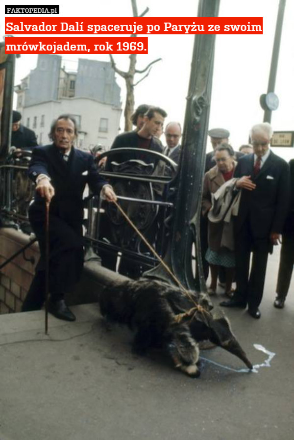 Salvador Dalí spaceruje po Paryżu ze swoim mrówkojadem, rok 1969. 