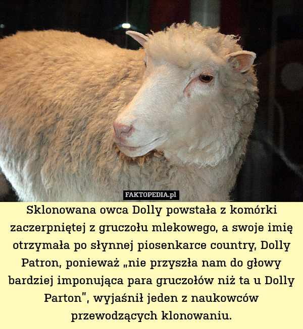 Sklonowana owca Dolly powstała z komórki zaczerpniętej z gruczołu mlekowego, a swoje imię otrzymała po słynnej piosenkarce country, Dolly Patron, ponieważ „nie przyszła nam do głowy bardziej imponująca para gruczołów niż ta u Dolly Parton”, wyjaśnił jeden z naukowców przewodzących klonowaniu. 