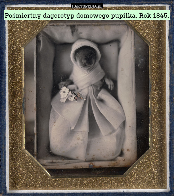 Pośmiertny dagerotyp domowego pupilka. Rok 1845. 