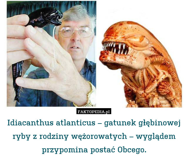 Idiacanthus atlanticus – gatunek głębinowej ryby z rodziny wężorowatych – wyglądem przypomina postać Obcego. 