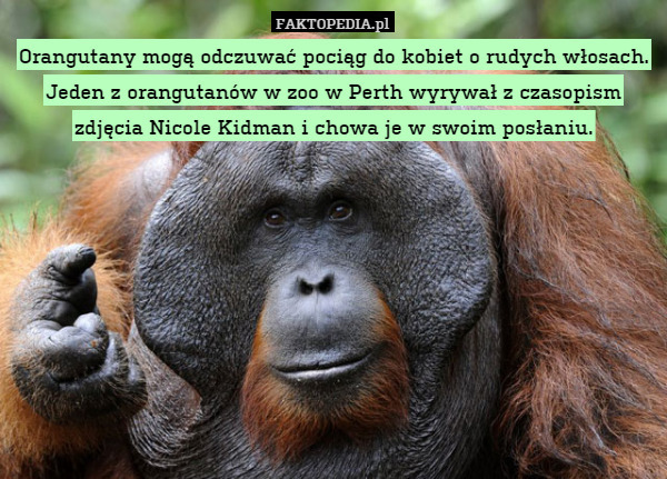 Orangutany mogą odczuwać pociąg do kobiet o rudych włosach. Jeden z orangutanów w zoo w Perth wyrywał z czasopism zdjęcia Nicole Kidman i chowa je w swoim posłaniu. 