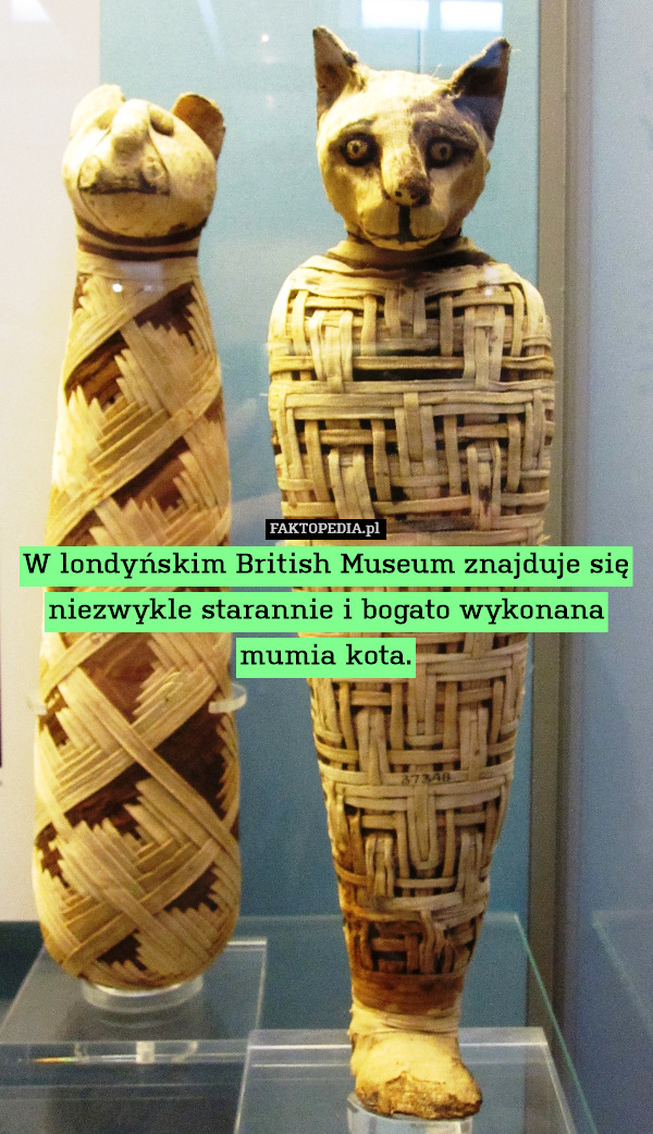 W londyńskim British Museum znajduje się niezwykle starannie i bogato wykonana mumia kota. 