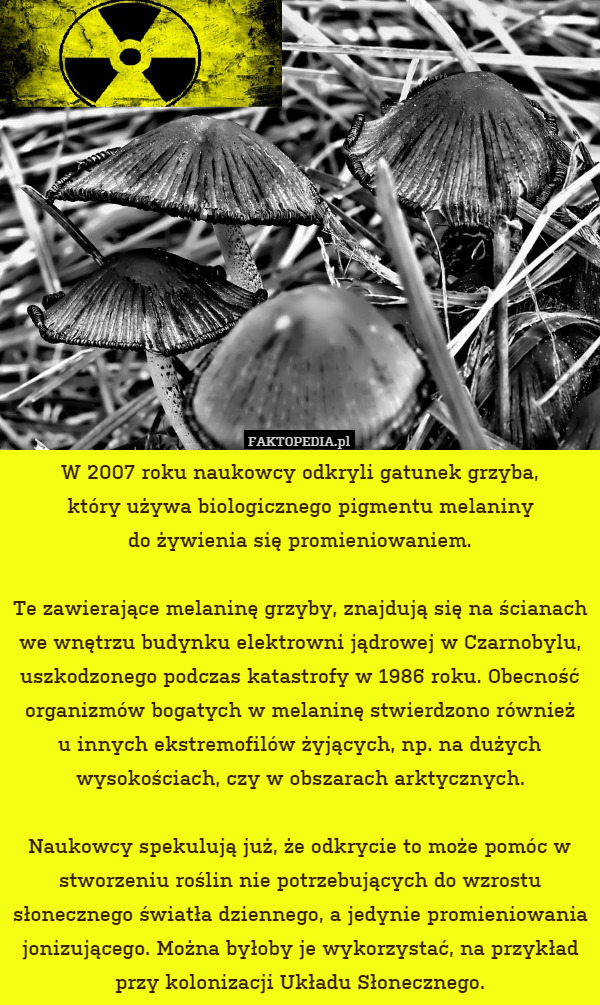 W 2007 roku naukowcy odkryli gatunek grzyba,
który używa biologicznego pigmentu melaniny
do żywienia się promieniowaniem.

Te zawierające melaninę grzyby, znajdują się na ścianach we wnętrzu budynku elektrowni jądrowej w Czarnobylu, uszkodzonego podczas katastrofy w 1986 roku. Obecność organizmów bogatych w melaninę stwierdzono również
u innych ekstremofilów żyjących, np. na dużych wysokościach, czy w obszarach arktycznych.

Naukowcy spekulują już, że odkrycie to może pomóc w stworzeniu roślin nie potrzebujących do wzrostu słonecznego światła dziennego, a jedynie promieniowania jonizującego. Można byłoby je wykorzystać, na przykład przy kolonizacji Układu Słonecznego. 