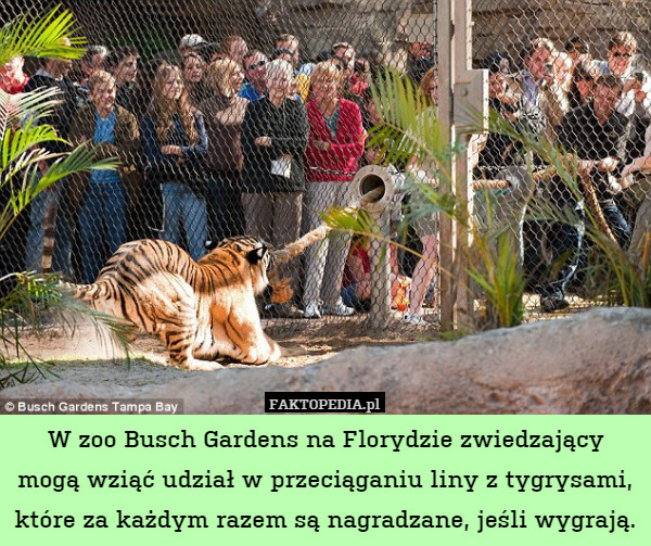 W zoo Busch Gardens na Florydzie zwiedzający mogą wziąć udział w przeciąganiu liny z tygrysami, które za każdym razem są nagradzane, jeśli wygrają. 