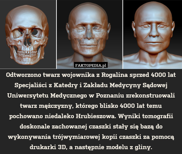 Odtworzono twarz wojownika z Rogalina sprzed 4000 lat
Specjaliści z Katedry i Zakładu Medycyny Sądowej Uniwersytetu Medycznego w Poznaniu zrekonstruowali twarz mężczyzny, którego blisko 4000 lat temu pochowano niedaleko Hrubieszowa. Wyniki tomografii doskonale zachowanej czaszki stały się bazą do wykonywania trójwymiarowej kopii czaszki za pomocą drukarki 3D, a następnie modelu z gliny. 