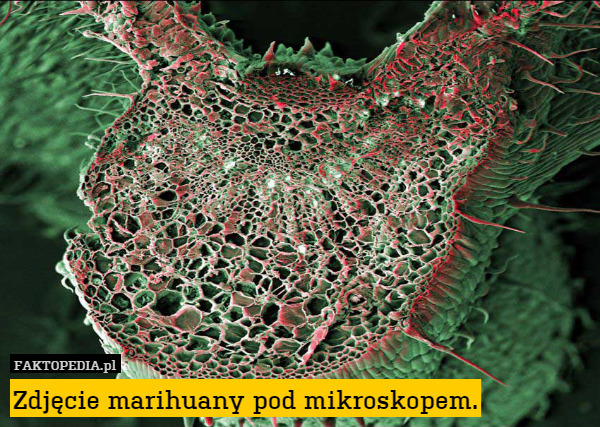Zdjęcie marihuany pod mikroskopem. 