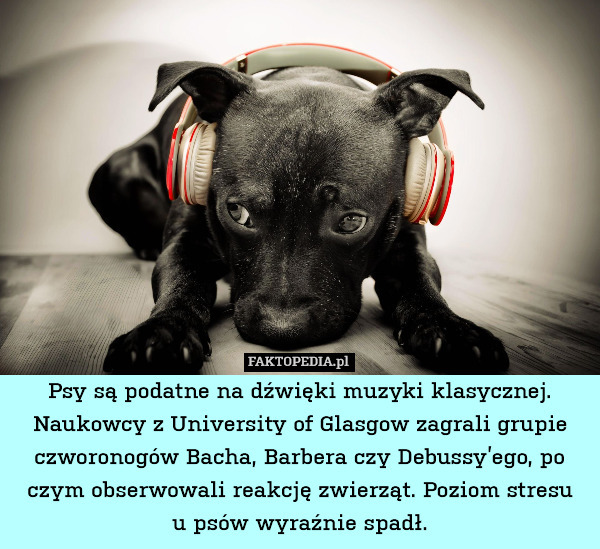 Psy są podatne na dźwięki muzyki klasycznej. Naukowcy z University of Glasgow zagrali grupie czworonogów Bacha, Barbera czy Debussy’ego, po czym obserwowali reakcję zwierząt. Poziom stresu
u psów wyraźnie spadł. 