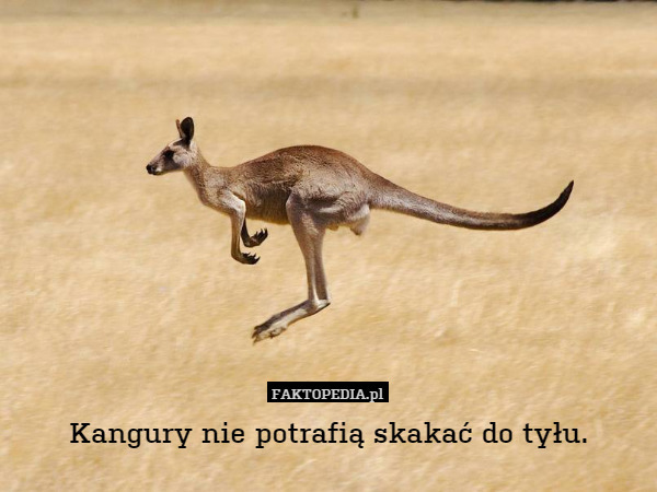 Kangury nie potrafią skakać do tyłu. 