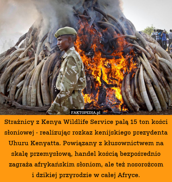 Strażnicy z Kenya Wildlife Service palą 15 ton kości słoniowej - realizując rozkaz kenijskiego prezydenta Uhuru Kenyatta. Powiązany z kłusownictwem na skalę przemysłową, handel kością bezpośrednio zagraża afrykańskim słoniom, ale też nosorożcom
i dzikiej przyrodzie w całej Afryce. 