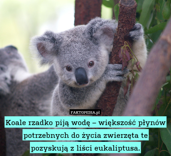 Koale rzadko piją wodę – większość płynów potrzebnych do życia zwierzęta te pozyskują z liści eukaliptusa. 