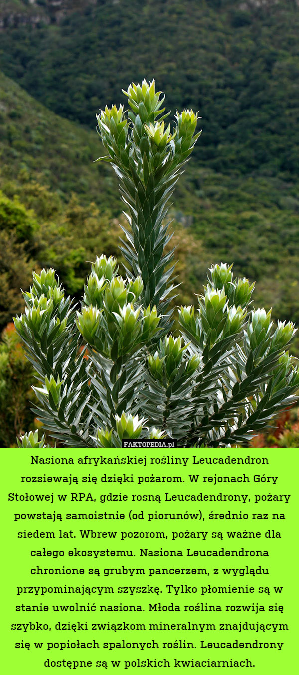 Nasiona afrykańskiej rośliny Leucadendron rozsiewają się dzięki pożarom. W rejonach Góry Stołowej w RPA, gdzie rosną Leucadendrony, pożary powstają samoistnie (od piorunów), średnio raz na siedem lat. Wbrew pozorom, pożary są ważne dla całego ekosystemu. Nasiona Leucadendrona chronione są grubym pancerzem, z wyglądu przypominającym szyszkę. Tylko płomienie są w stanie uwolnić nasiona. Młoda roślina rozwija się szybko, dzięki związkom mineralnym znajdującym się w popiołach spalonych roślin. Leucadendrony dostępne są w polskich kwiaciarniach. 