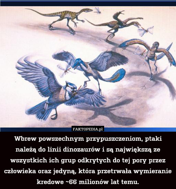 Wbrew powszechnym przypuszczeniom, ptaki należą do linii dinozaurów i są największą ze wszystkich ich grup odkrytych do tej pory przez człowieka oraz jedyną, która przetrwała wymieranie kredowe ~66 milionów lat temu. 
