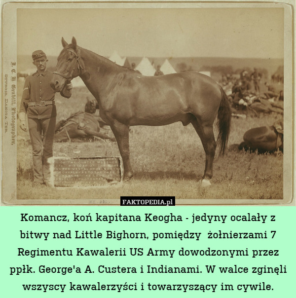 Komancz, koń kapitana Keogha - jedyny ocalały z bitwy nad Little Bighorn, pomiędzy  żołnierzami 7 Regimentu Kawalerii US Army dowodzonymi przez ppłk. George'a A. Custera i Indianami. W walce zginęli wszyscy kawalerzyści i towarzyszący im cywile. 