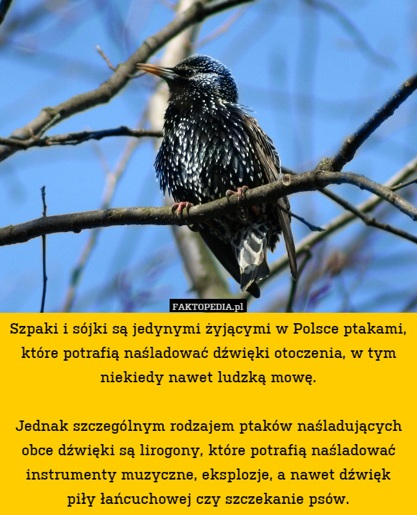 Szpaki i sójki są jedynymi żyjącymi w Polsce ptakami, które potrafią naśladować dźwięki otoczenia, w tym niekiedy nawet ludzką mowę.

Jednak szczególnym rodzajem ptaków naśladujących obce dźwięki są lirogony, które potrafią naśladować instrumenty muzyczne, eksplozje, a nawet dźwięk
piły łańcuchowej czy szczekanie psów. 