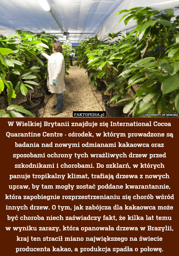 W Wielkiej Brytanii znajduje się International Cocoa Quarantine Centre - ośrodek, w którym prowadzone są badania nad nowymi odmianami kakaowca oraz sposobami ochrony tych wrażliwych drzew przed szkodnikami i chorobami. Do szklarń, w których panuje tropikalny klimat, trafiają drzewa z nowych upraw, by tam mogły zostać poddane kwarantannie, która zapobiegnie rozprzestrzenianiu się chorób wśród innych drzew. O tym, jak zabójcza dla kakaowca może być choroba niech zaświadczy fakt, że kilka lat temu w wyniku zarazy, która opanowała drzewa w Brazylii, kraj ten stracił miano największego na świecie producenta kakao, a produkcja spadła o połowę. 