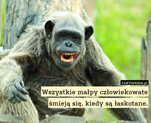 Wszystkie małpy człowiekowate
śmieją się, kiedy są łaskotane. 
